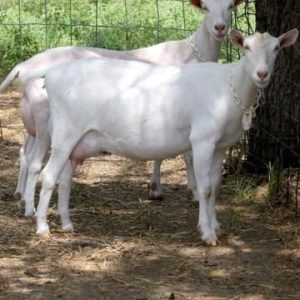 Buy White saanen goats