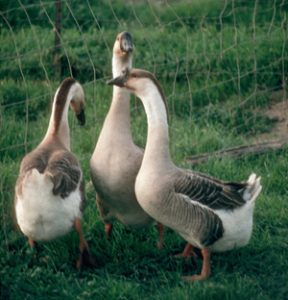 Buy goose